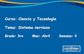 Curso: Ciencia y Tecnología Tema: Sistema nervioso