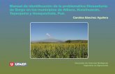 Manual de identificación de la problemática fitosanitaria ...