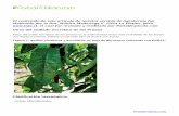 Virus del anillado necrótico de los Prunus