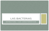 Bacteria y sus caracter­sticas