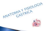 Anatomia y fisiologia gastrica