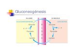 Gluconeognesis - uv.es  de grupos fosforilo (2 ATP y 2 GTP): Se usa la energia del ATP y GTP para convertir una reaccin energticamente desfavorable como es la