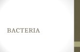 Aula bacteria