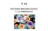 T - .m©dula ³sea roja (linfocitos B) y timo (linfocitos T) - “rganos linfoides secundarios â†’Interaccionan