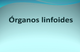 2 organos linfoides 2014