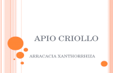 Apio Criollo