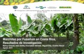 Marchitez por Fusarium en Costa Rica, Resultados de ...banana- Marchitez por Fusarium en Costa Rica,