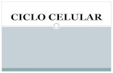 Ciclo Celular Generalidades Academia de Biolog£­a Celular UAM RO I 2018-11-04¢  Reproducci£³n celular