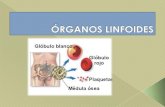 ³Rganos linfoides (1)