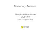 Bacteria y Archaea