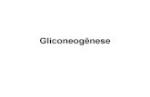 File1 4 gliconeognese
