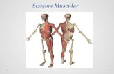 Sistema Muscular. Funciones del Sistema Muscular Movimiento Postura o Tono Muscular Producci³n de Calor