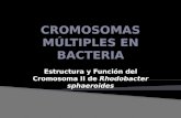 Cromosomas Mltiples en Bacteria